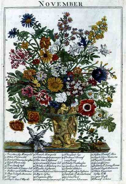 Listopad, z knihy "The Flower Garden Displayed" od Roberta Furbera (asi 1674-1756), vyryl James Smith, vyd. 1732 (kolorovaná rytina) od Pieter (after) Casteels