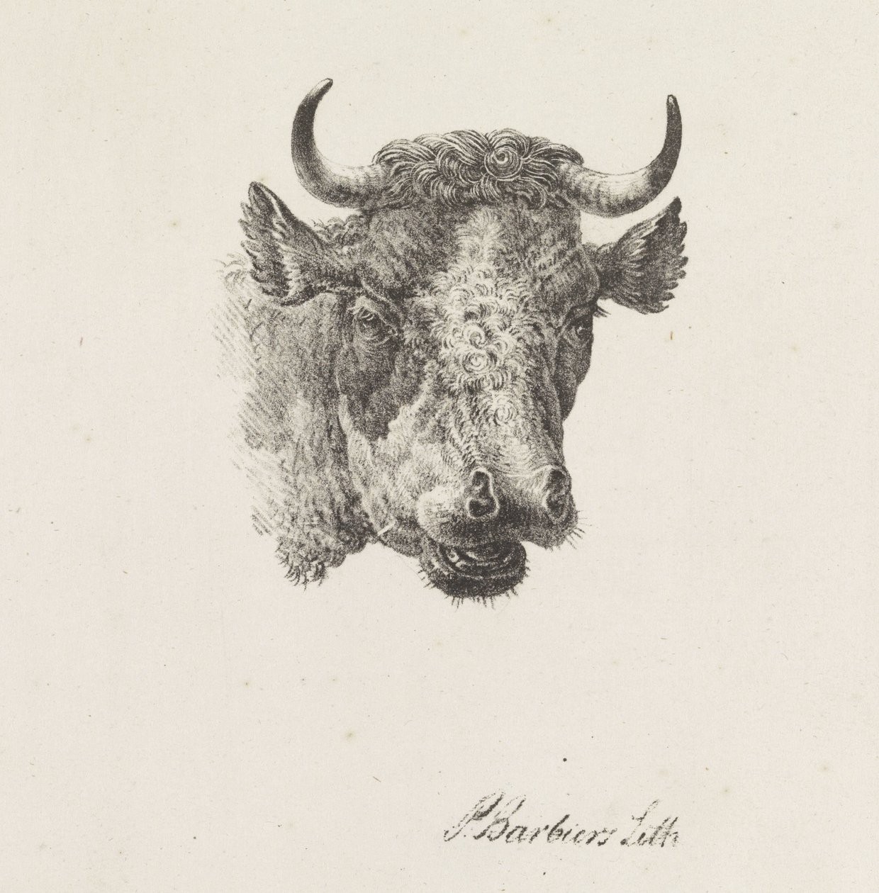 býčí hlava od Pieter Bartholomeusz. Barbiers