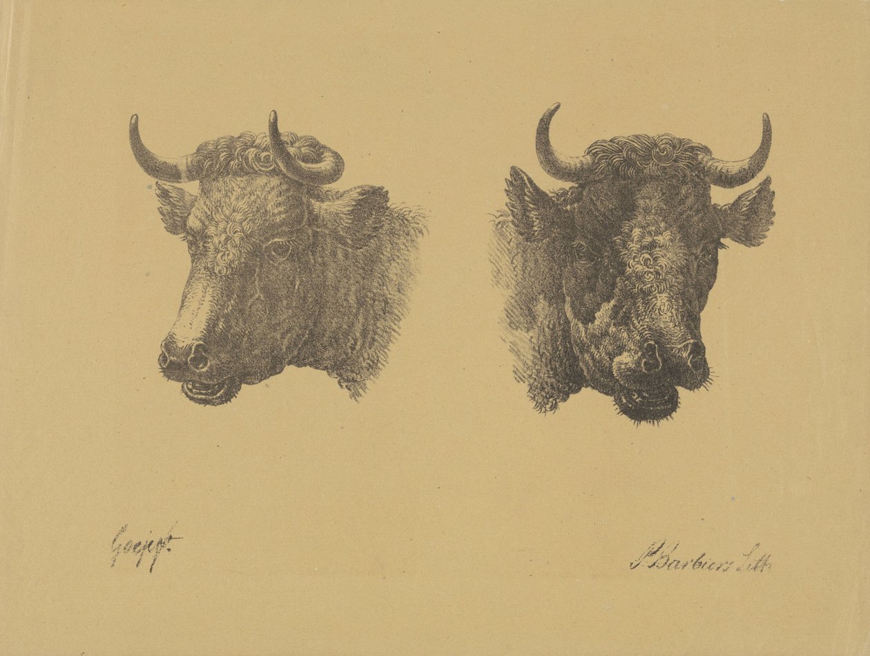 Dvě býčí hlavy od Pieter Bartholomeusz. Barbiers