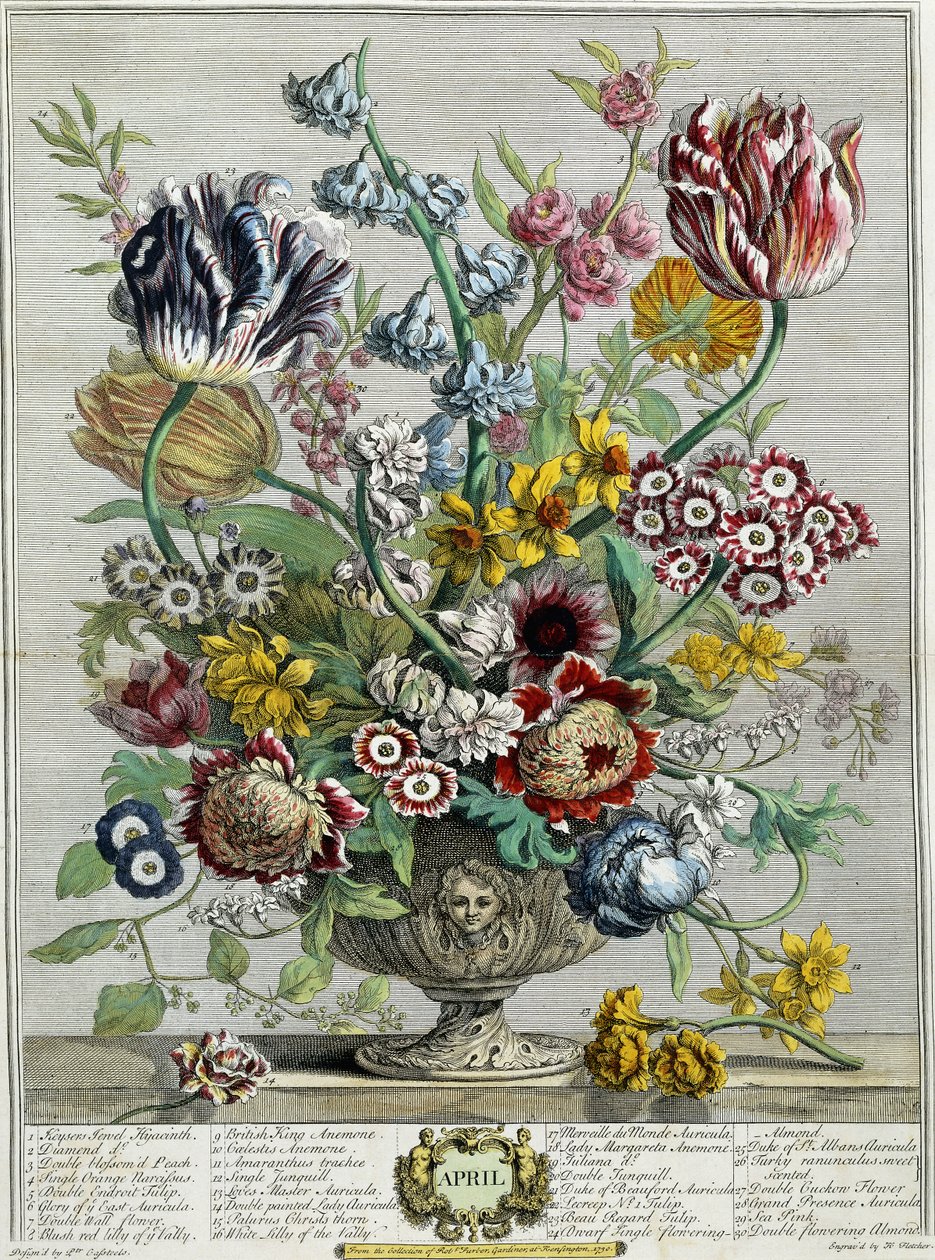 dubna, z „Dvanáct měsíců květů“, 1730 od Pieter Casteels