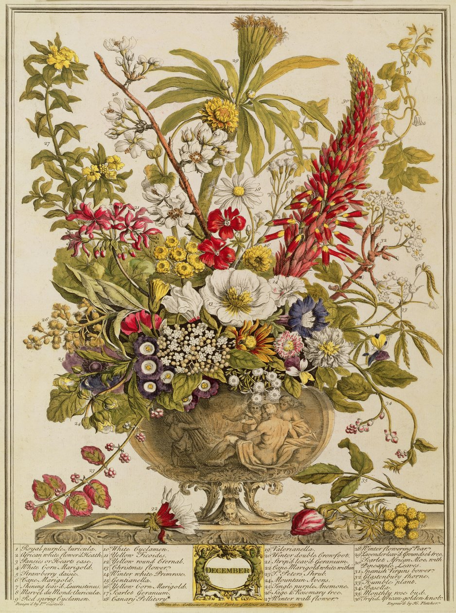 Prosinec, z „Dvanáct měsíců květů“ od Roberta Furbera (asi 1674-1756), vyryto Henrym Fletcherem (barevná rytina) od Pieter Casteels