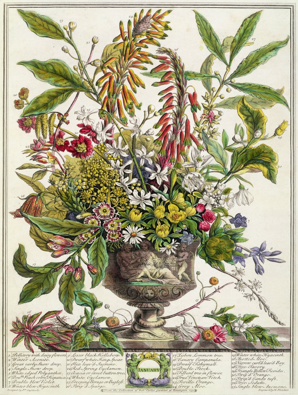 ledna, z „Dvanáct měsíců květů“, od Roberta Furbera (asi 1674-1756), vyryto Henrym Fletcherem (barevná rytina) od Pieter Casteels