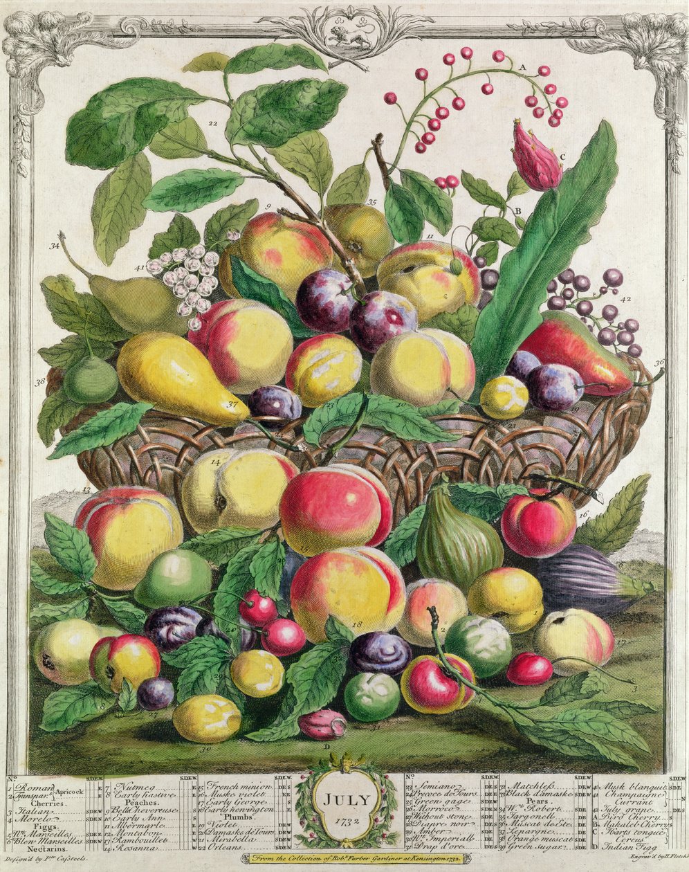 července, z „Dvanáct měsíců ovoce“, od Roberta Furbera (asi 1674-1756), vyryto Henrym Fletcherem, 1732 (barevná rytina) od Pieter Casteels
