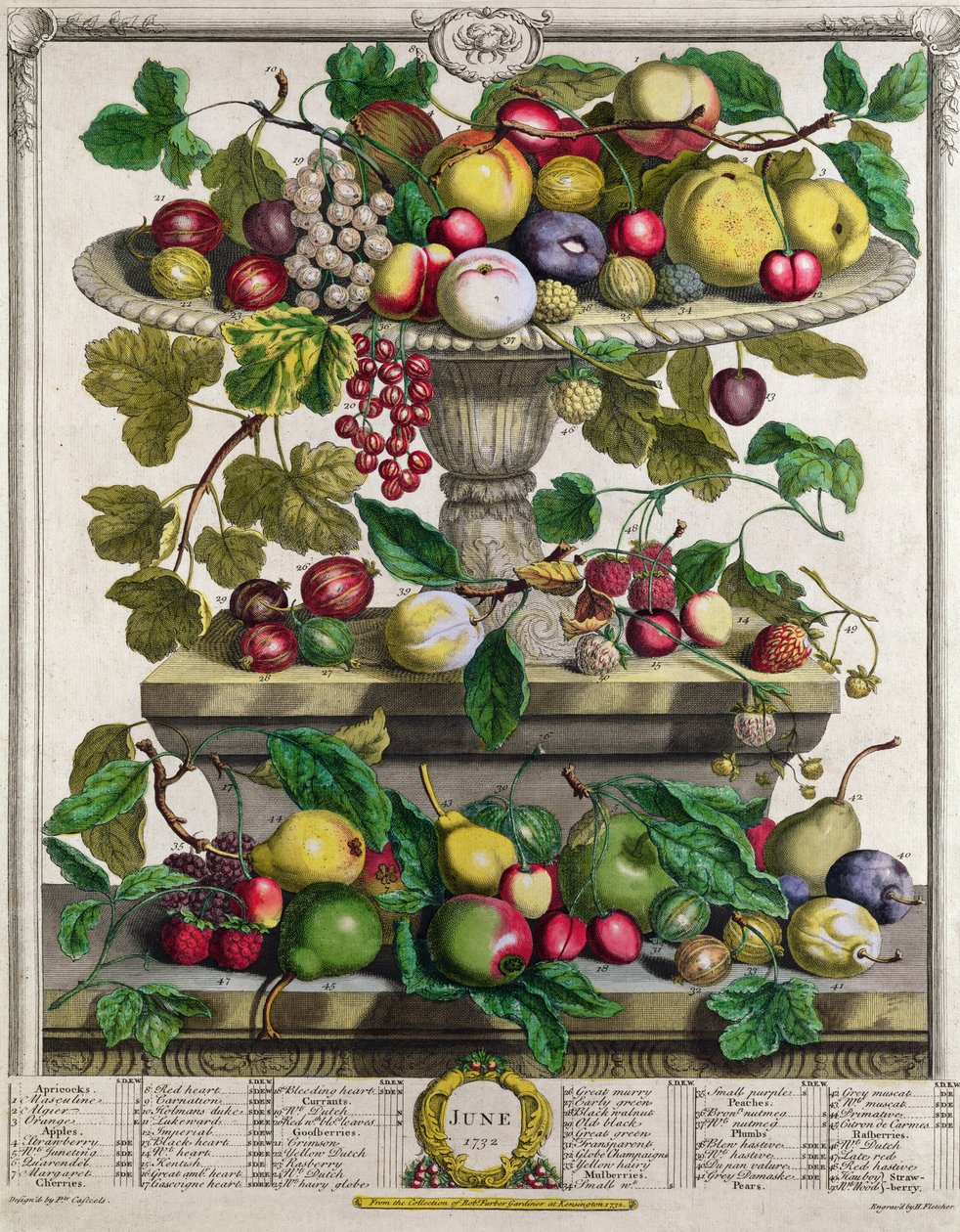 června, z „Dvanáct měsíců ovoce“, od Roberta Furbera (asi 1674-1756), vyryto Henrym Fletcherem, 1732 (barevná rytina) od Pieter Casteels