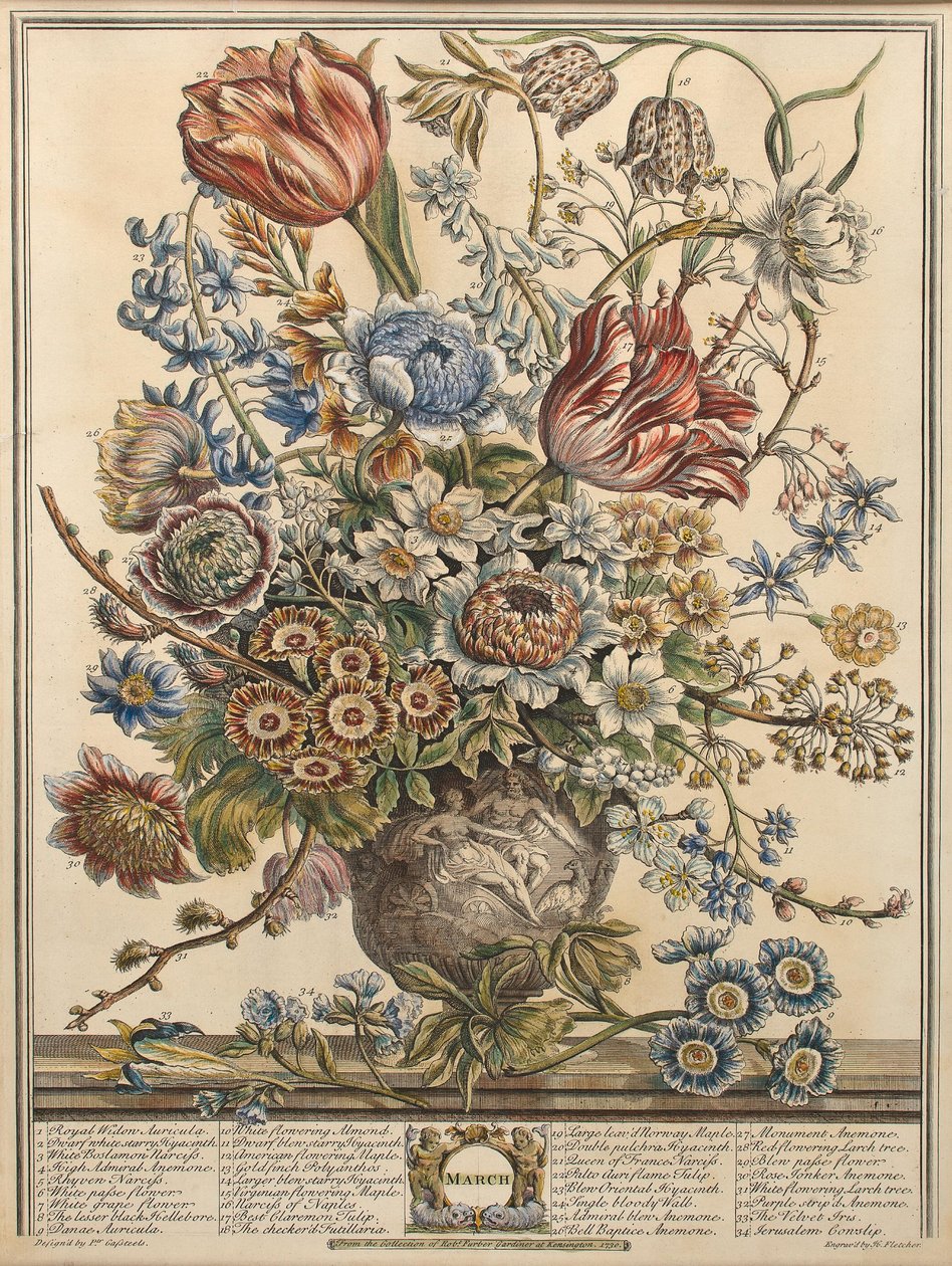 března, z „Dvanáct měsíců květů“ od Roberta Furbera (asi 1674-1756), vyryto Henrym Fletcherem (barevná rytina) od Pieter Casteels
