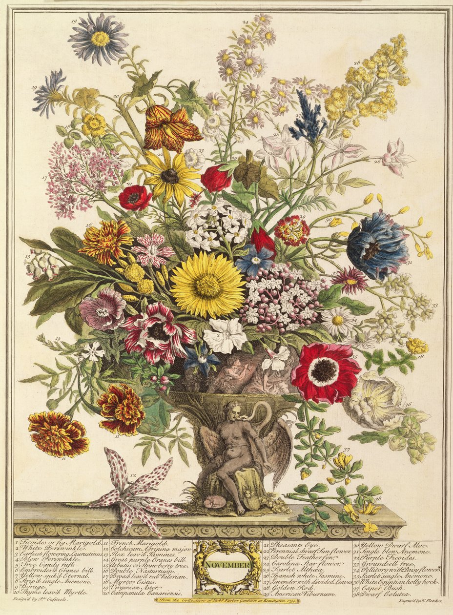 Listopad, z „Dvanáct měsíců květů“ od Roberta Furbera (asi 1674-1756), vyryto Henrym Fletcherem (barevná rytina) od Pieter Casteels