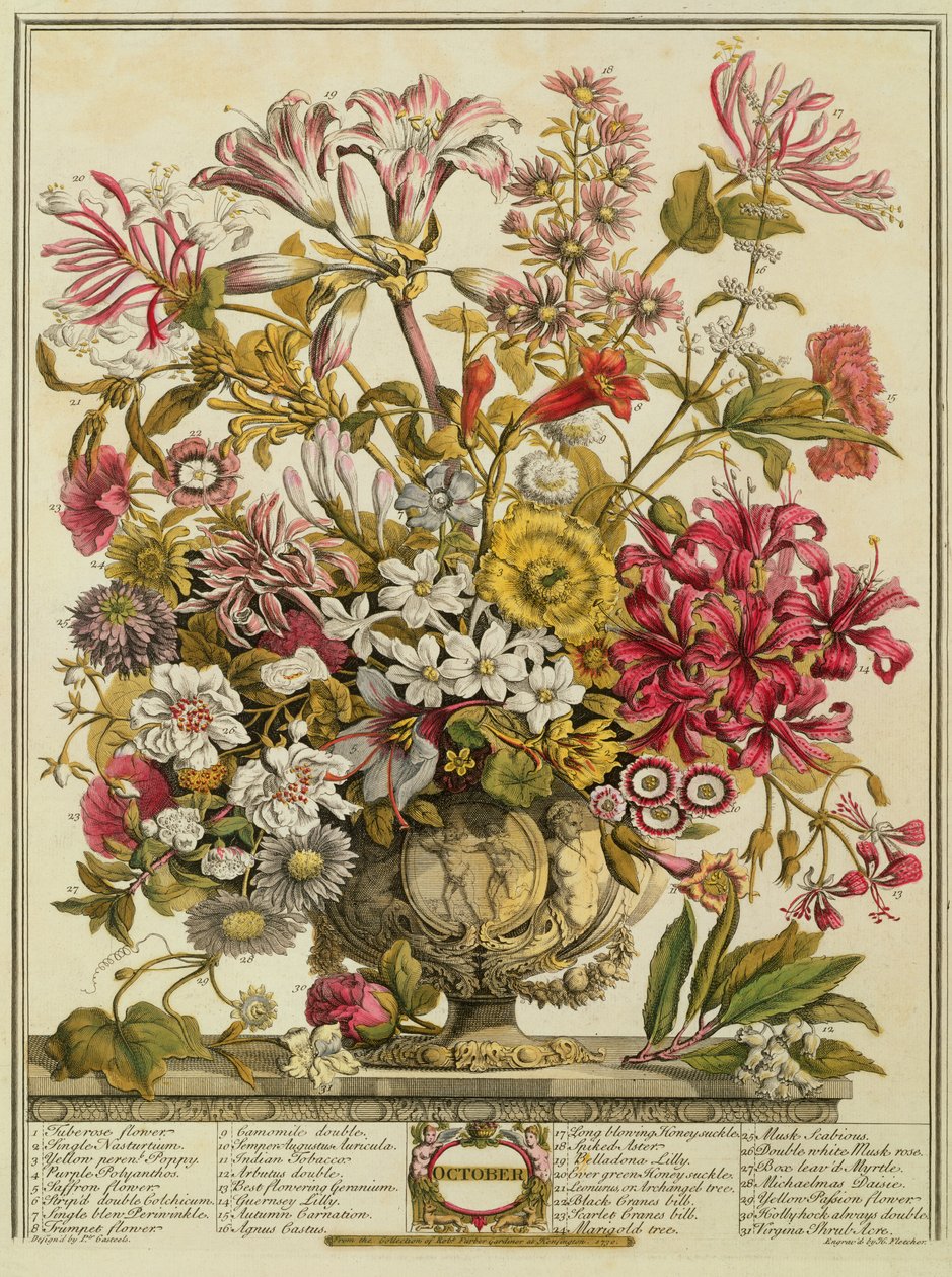 října, z „Dvanáct měsíců květů“ od Roberta Furbera (asi 1674-1756), vyryto Henrym Fletcherem (barevná rytina) od Pieter Casteels