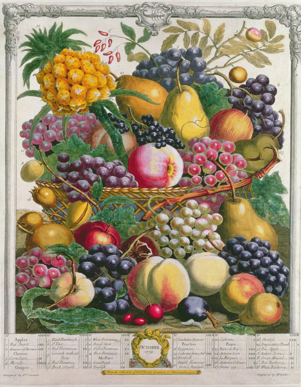 října, z „Dvanáct měsíců ovoce“, od Roberta Furbera (asi 1674-1756), vyryto Henrym Fletcherem, 1732 (barevná rytina) od Pieter Casteels