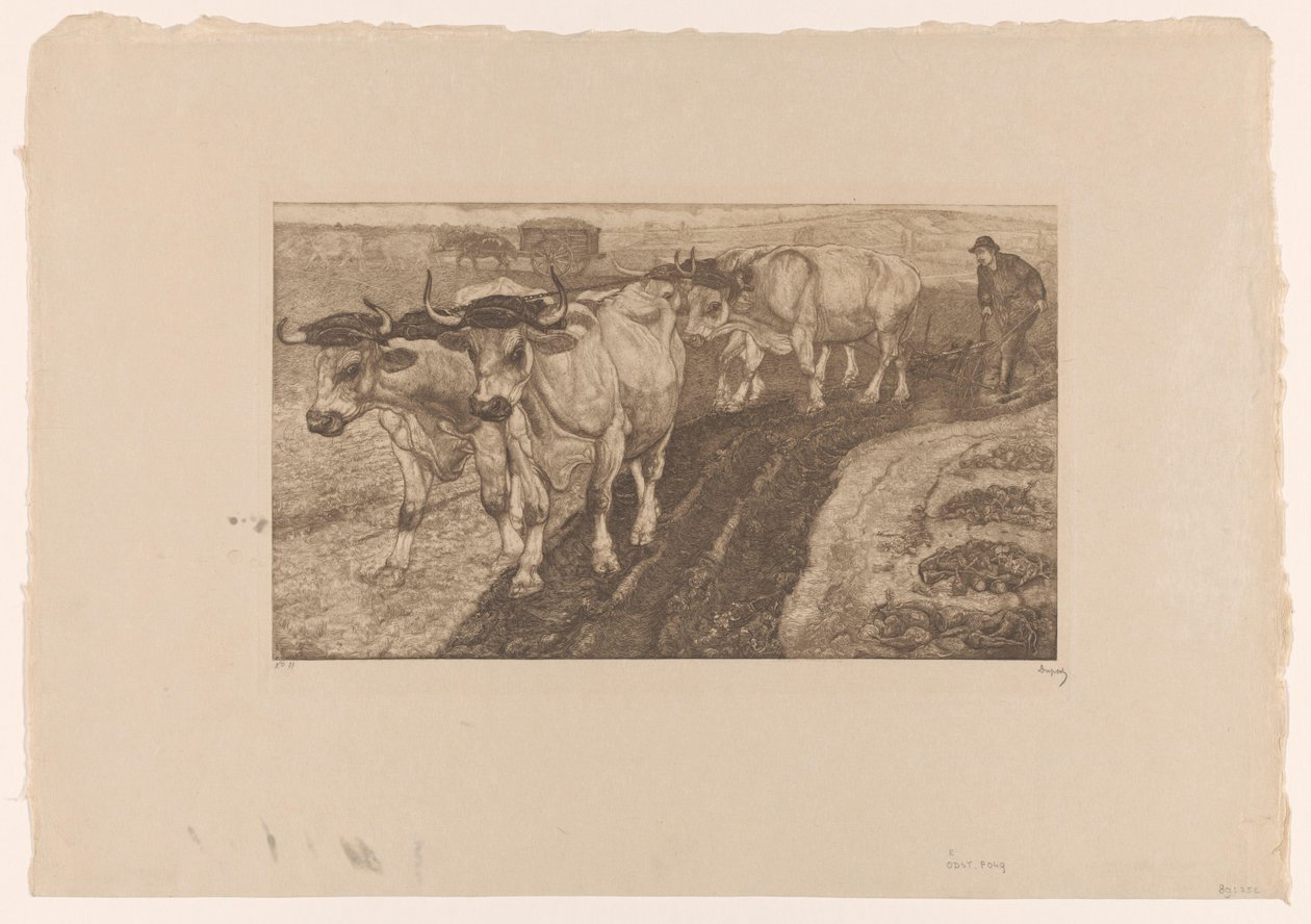 Čtyři voli orající od Pieter Dupont (signed by artist)