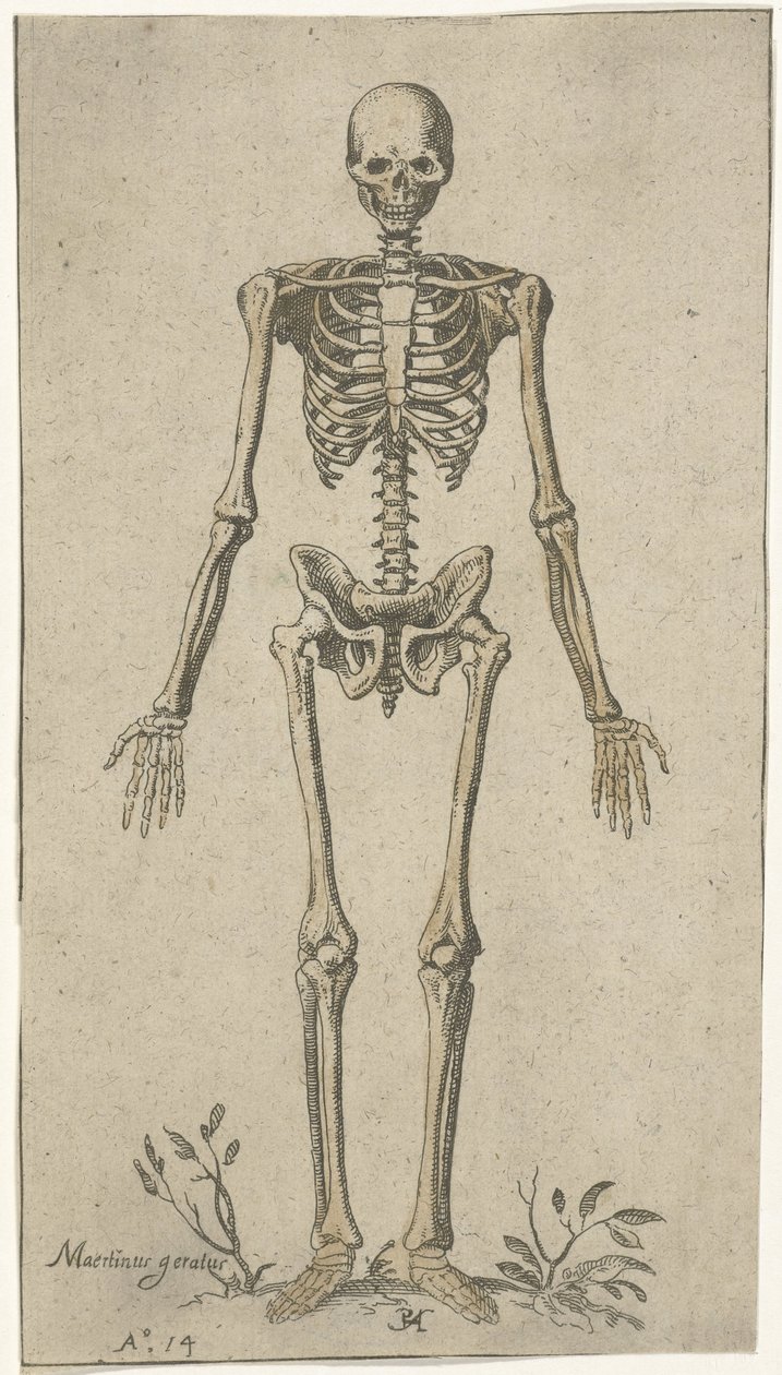 Mužská kostra při pohledu zepředu Anatomické studie (název série) od Pieter Feddes van Harlingen