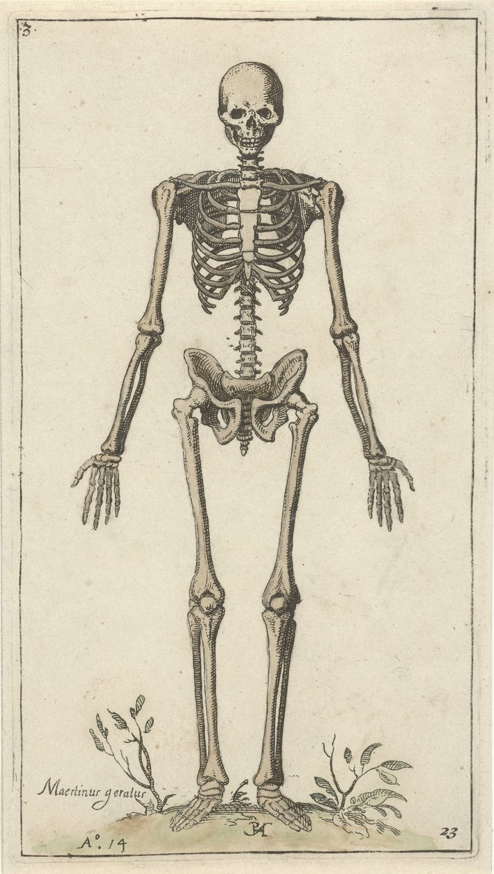 Mužská kostra při pohledu zepředu Anatomické studie (název série) od Pieter Feddes van Harlingen