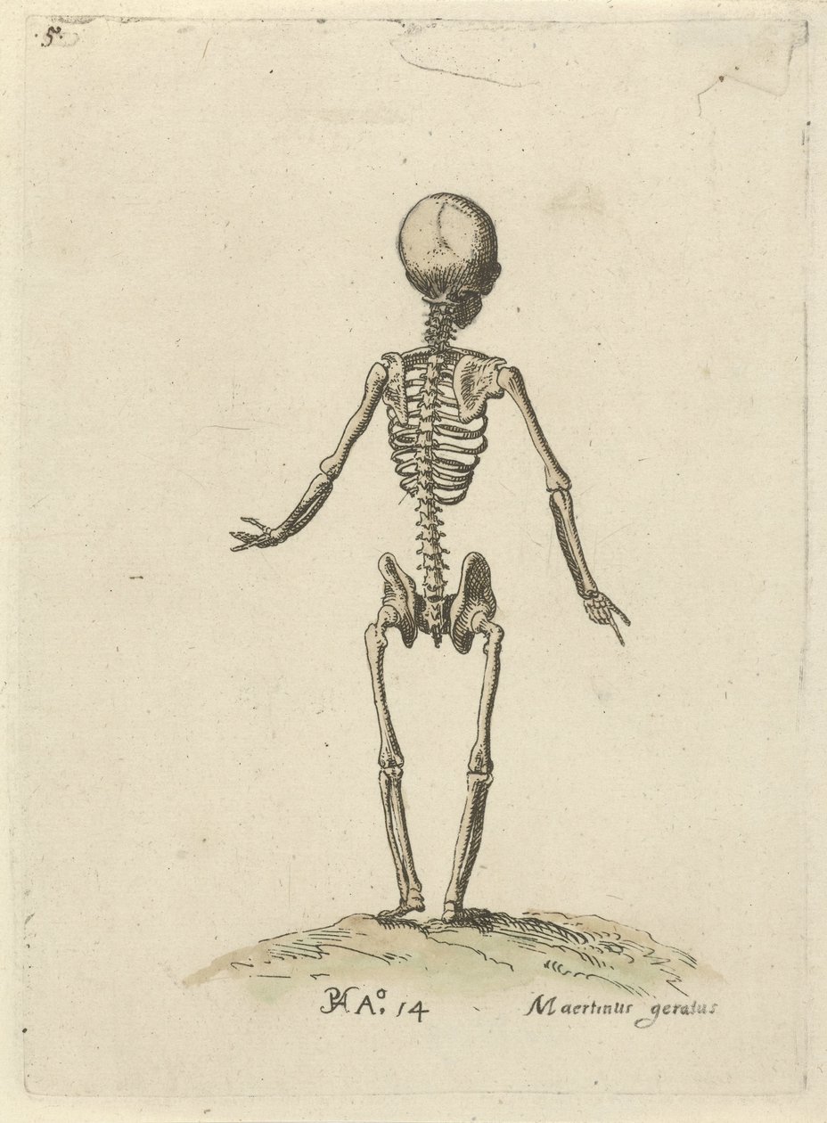 Kostra, při pohledu zezadu Anatomické studie (název série) od Pieter Feddes van Harlingen