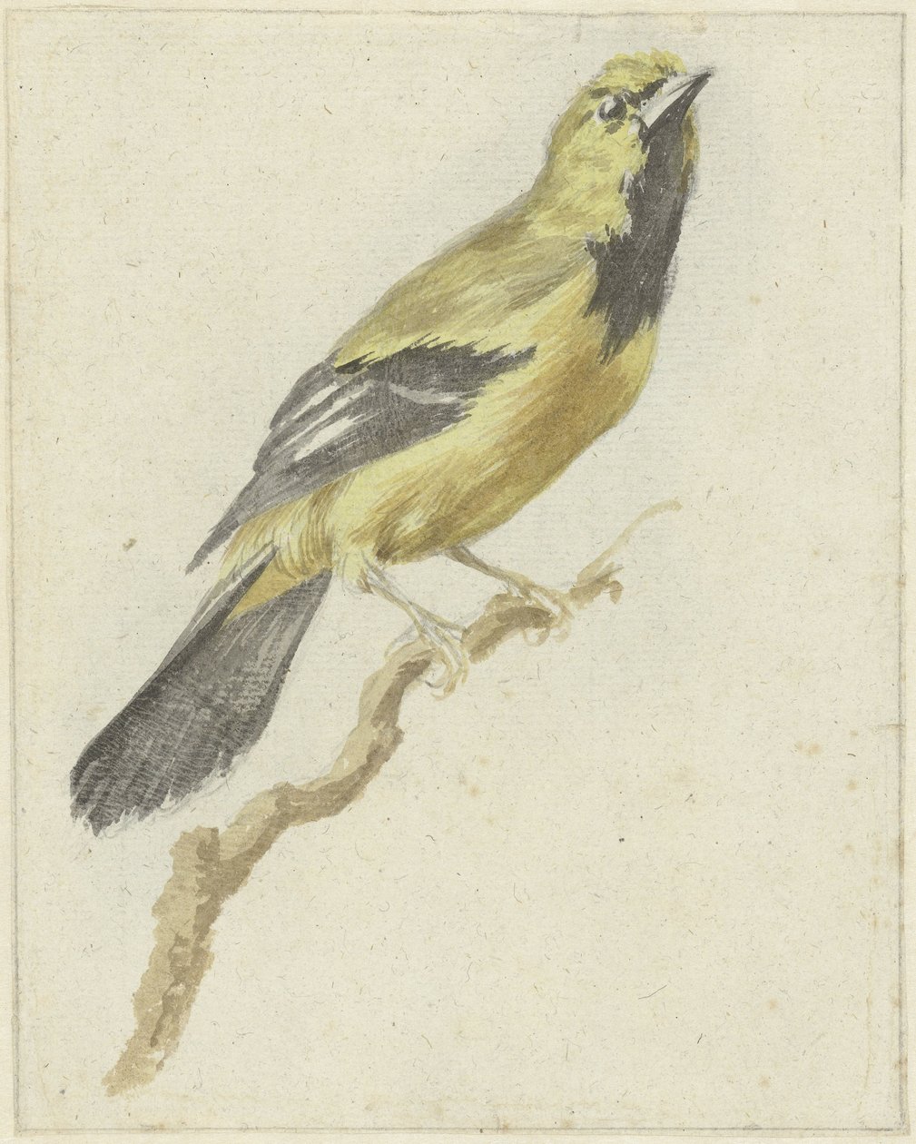 Žluva žlutá (Icterus nigrogularis) od Pieter Gevers