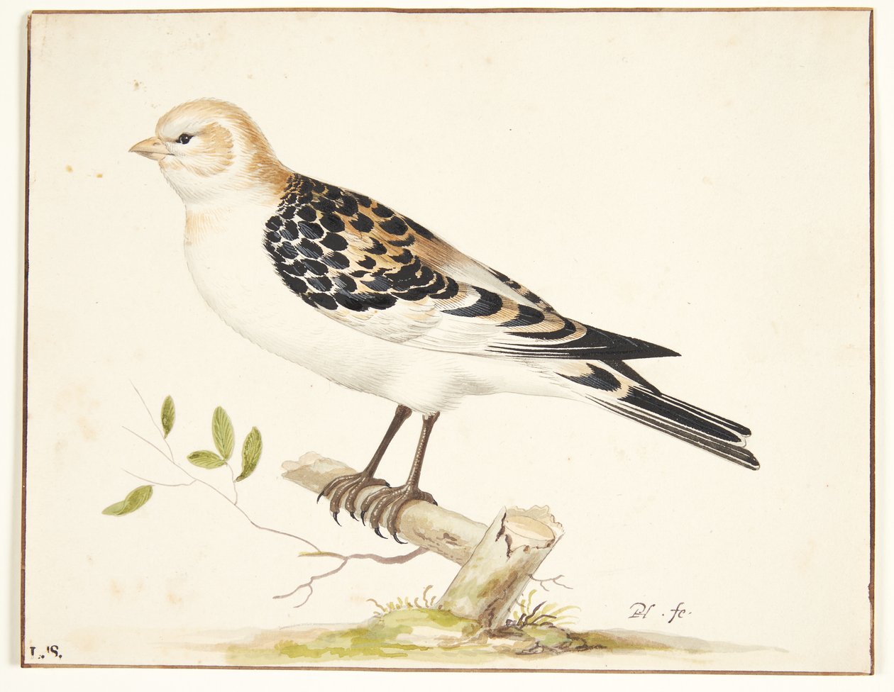 U snespurv (plectrophenax nivalis) od Pieter Holsteijn