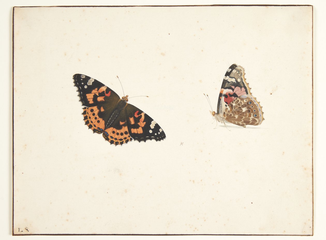 Dvě studie bodláku (vanessa cardui l.) od Pieter Holsteijn