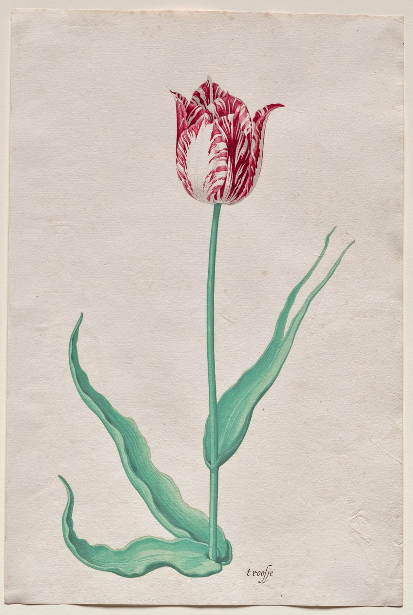 Studie tulipánu (