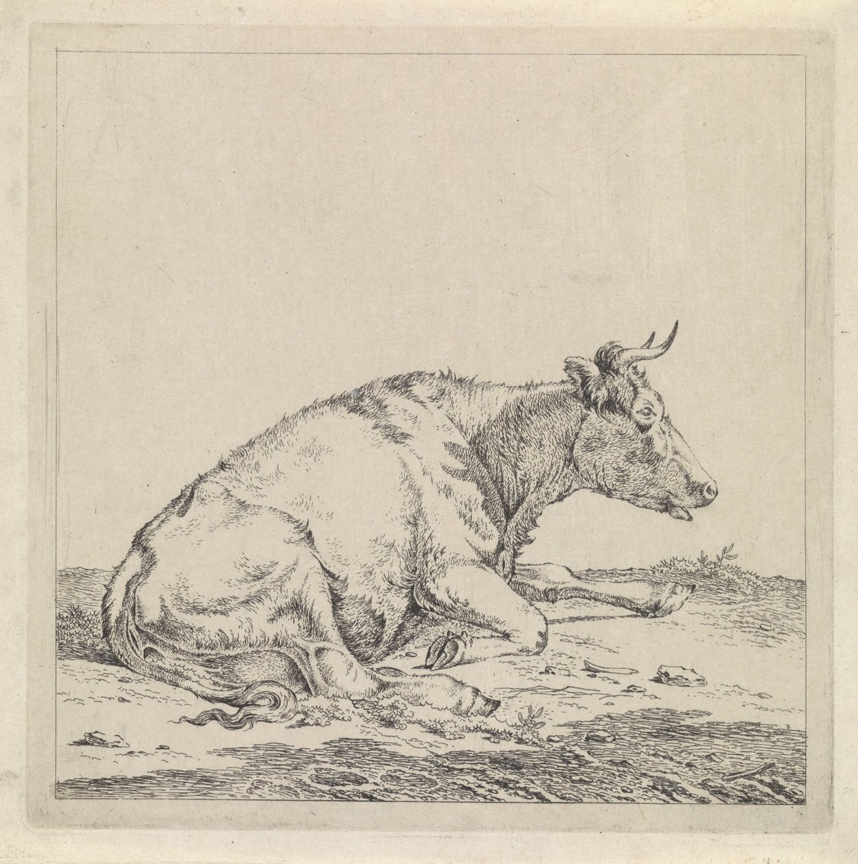 Ležící kráva, vpravo od Pieter Janson