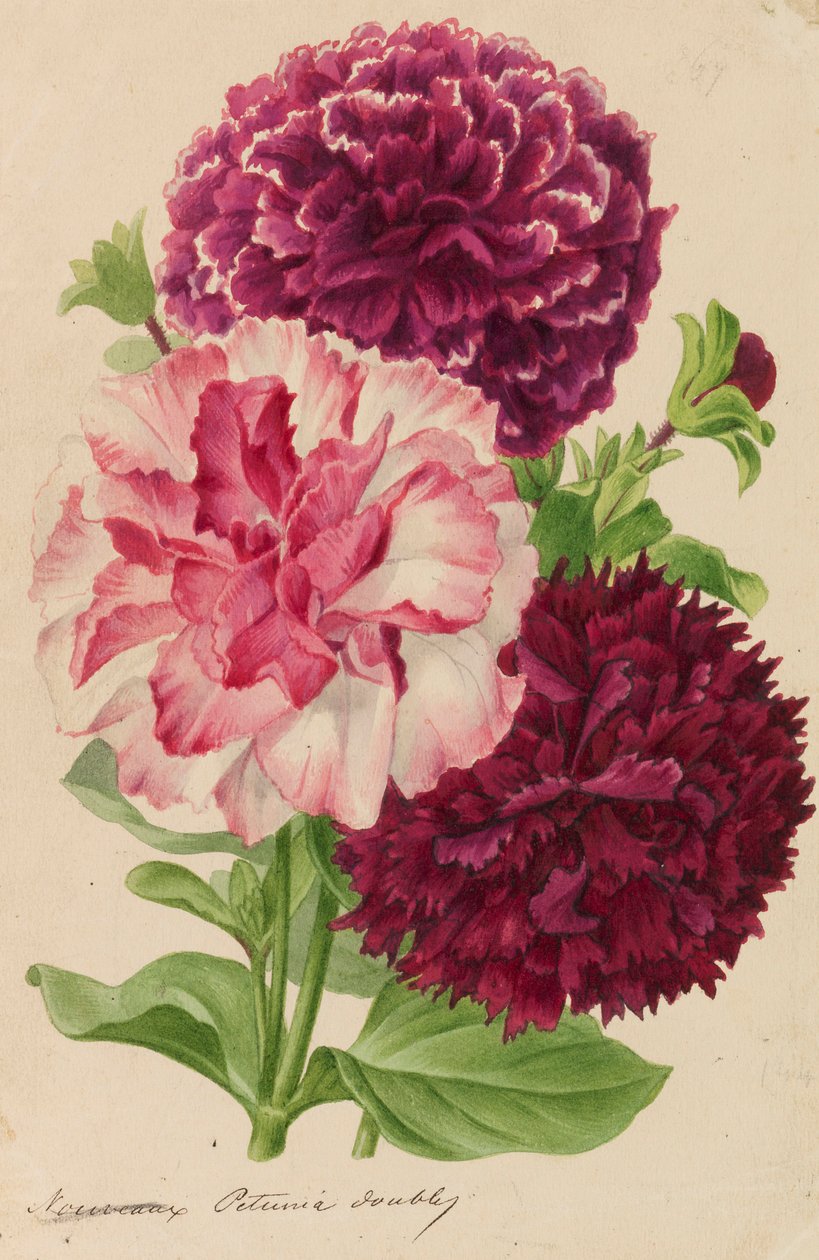 Originály publikací o zahradnictví a sadařství, 1878-1881. od Pieter Joseph de Pannemaeker