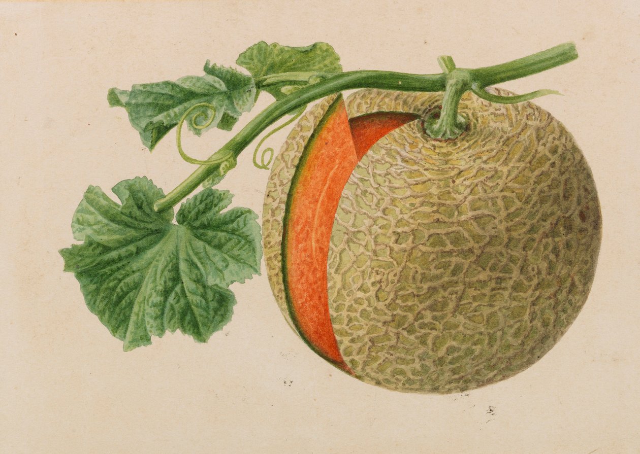 Originály publikací o zahradnictví a sadařství, 1878-1881. od Pieter Joseph de Pannemaeker