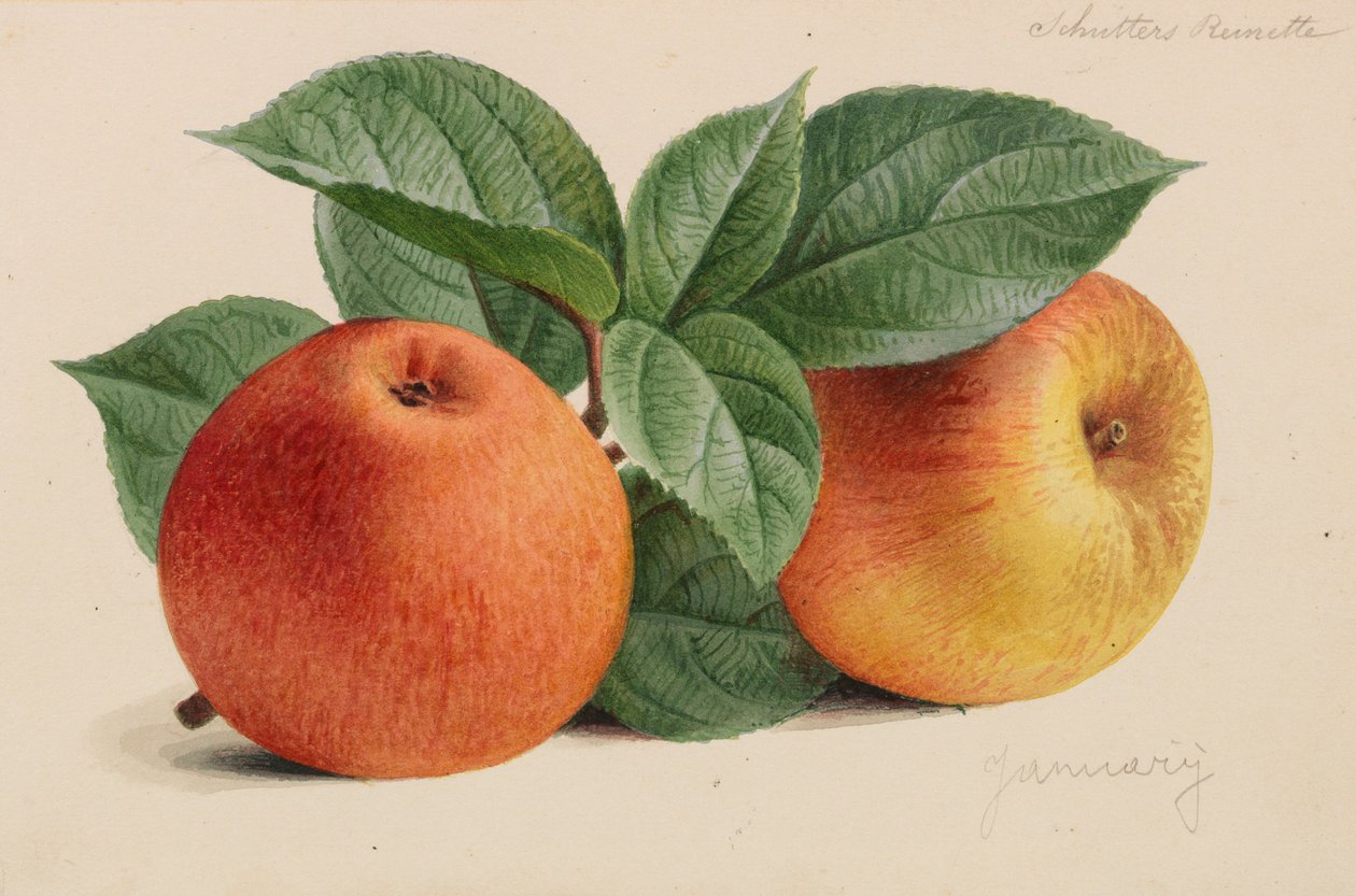 Originály publikací o zahradnictví a sadařství, 1878-1881. od Pieter Joseph de Pannemaeker