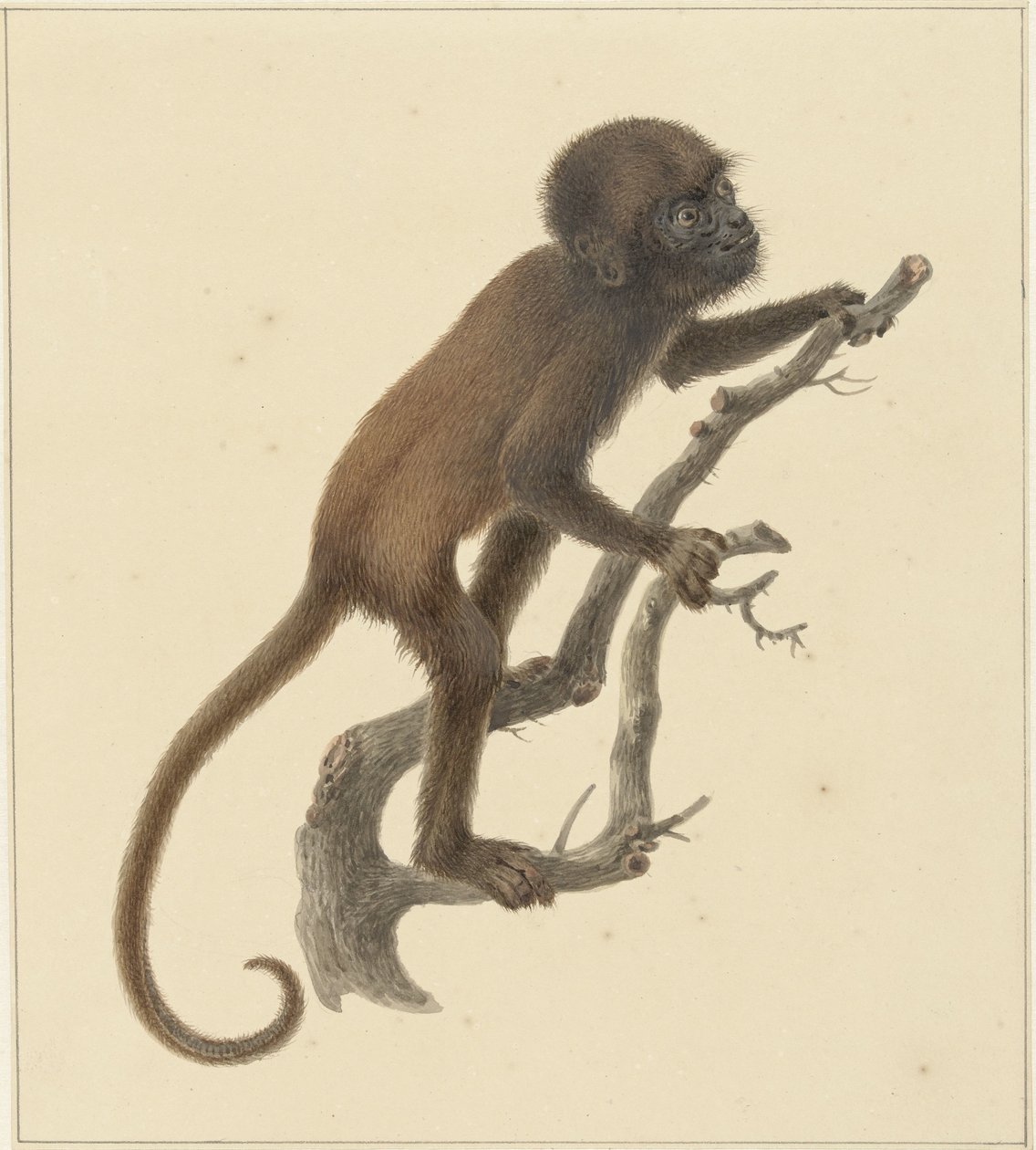 opice od Pieter Pietersz. Barbiers