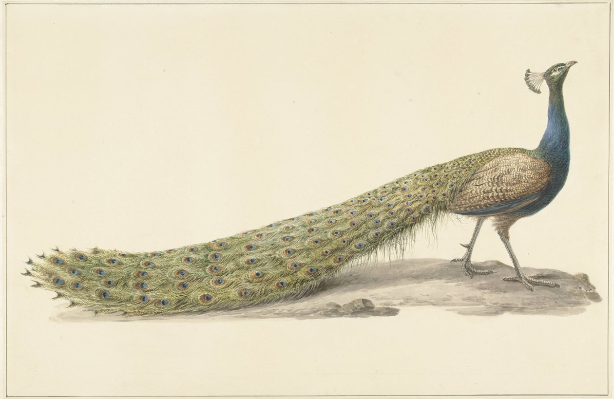 modrý páv od Pieter Pietersz. Barbiers
