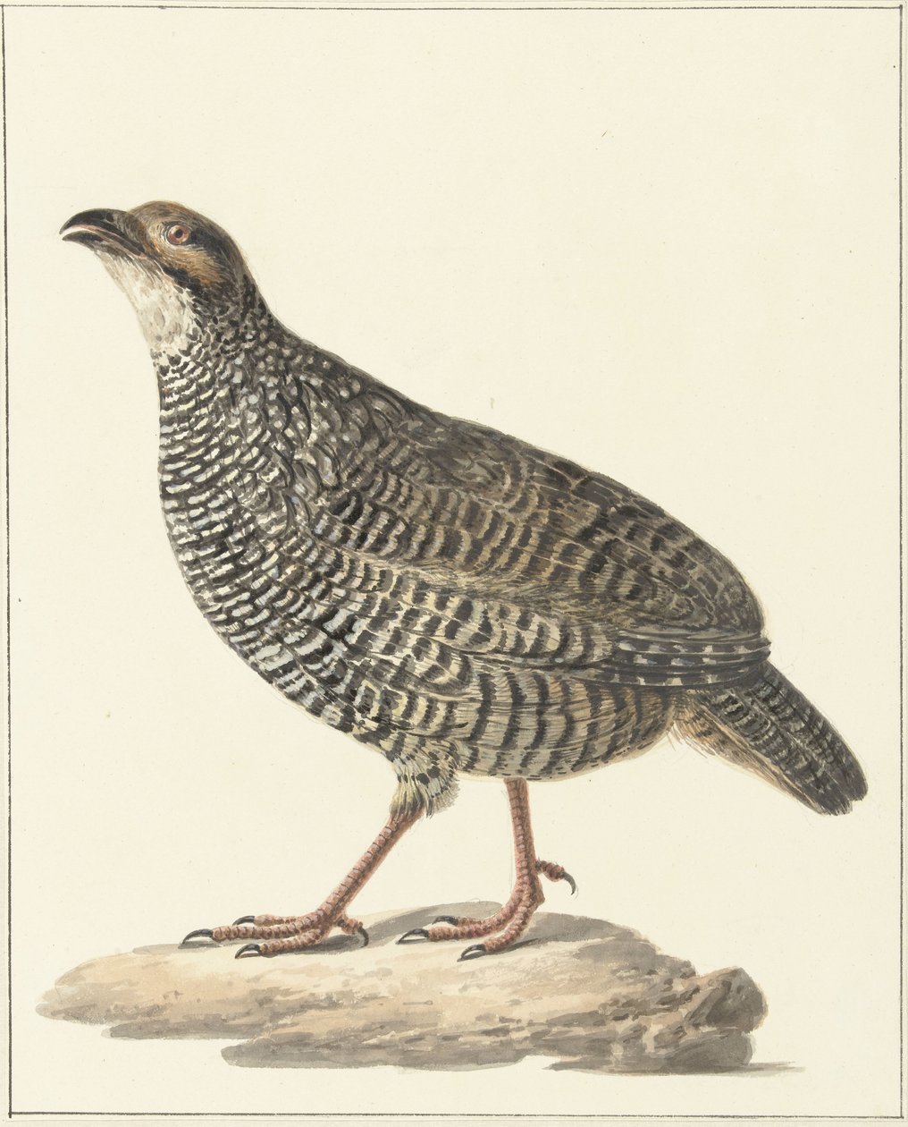 Čínský francolin (Excalfactoria chinensis) od Pieter Pietersz. Barbiers