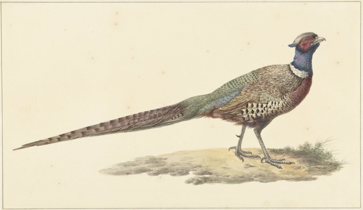 Bažant od Pieter Pietersz. Barbiers