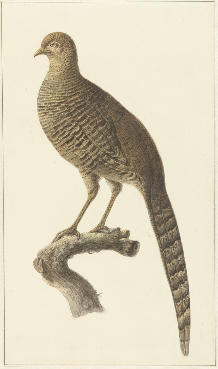 Goudfazant, slepice od Pieter Pietersz. Barbiers