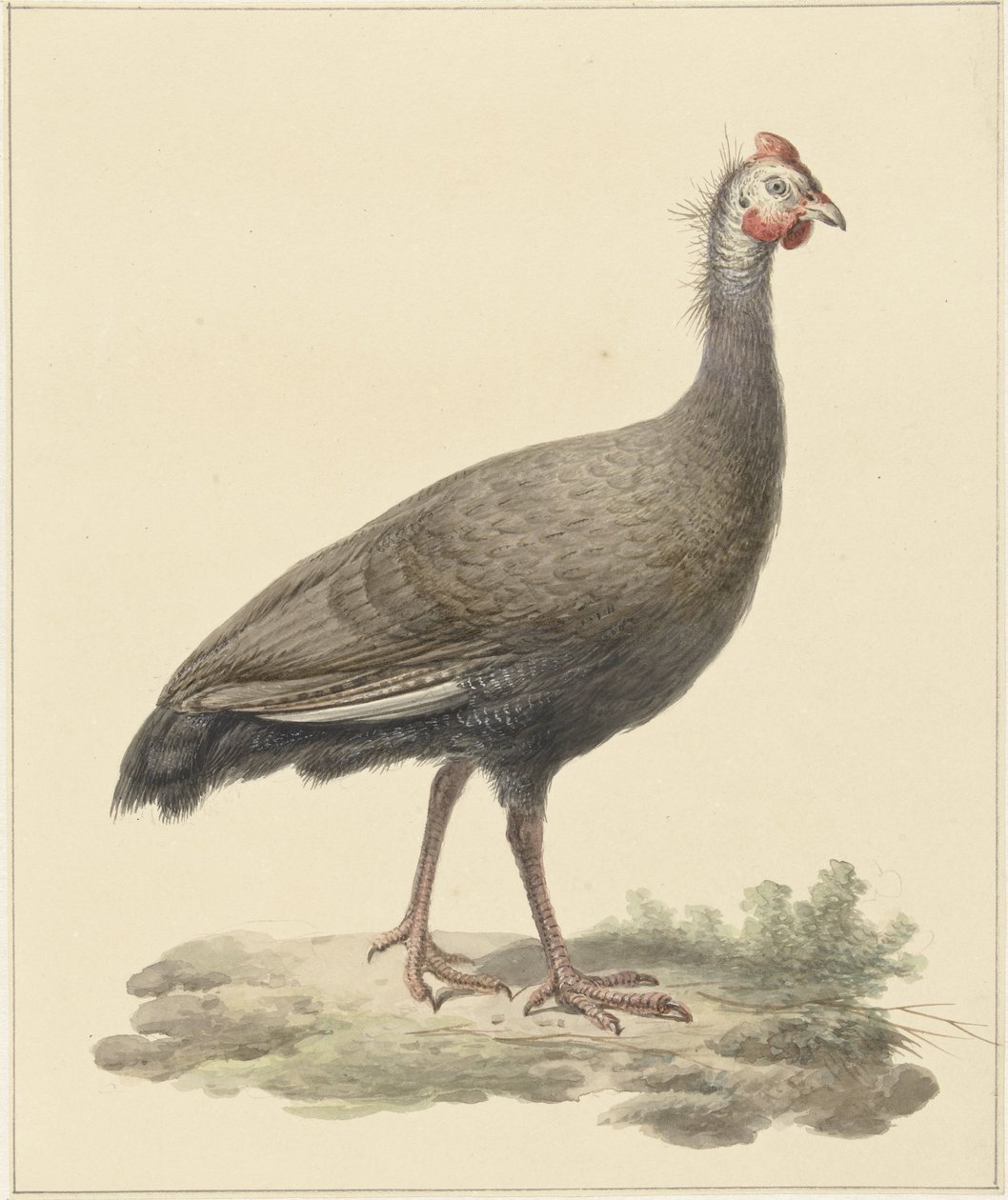 Helmparelhoen od Pieter Pietersz. Barbiers