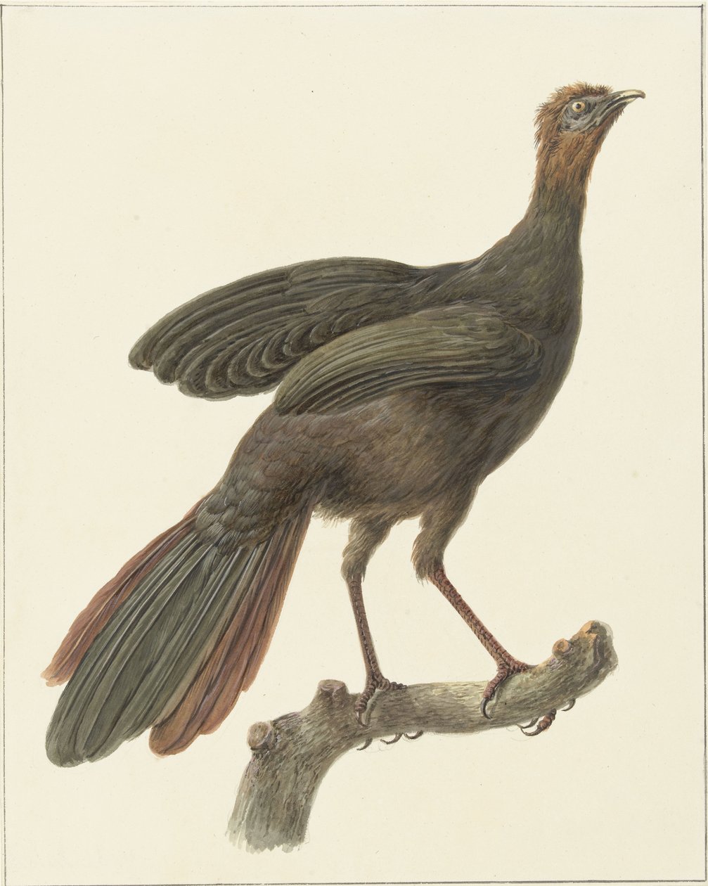 Kuifsjakohoen (Penelope purpurascens) od Pieter Pietersz. Barbiers