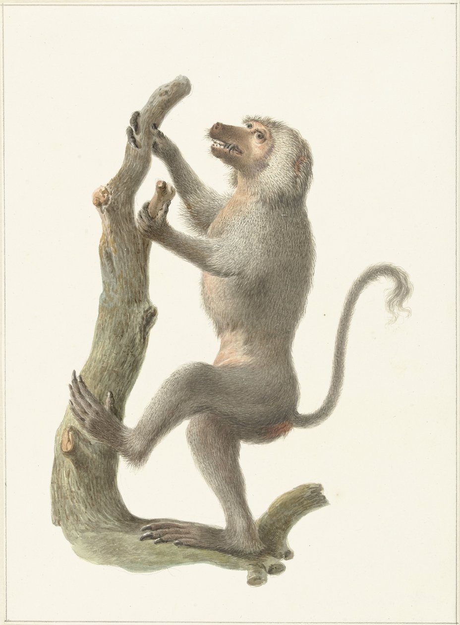 plášťový pavián od Pieter Pietersz. Barbiers