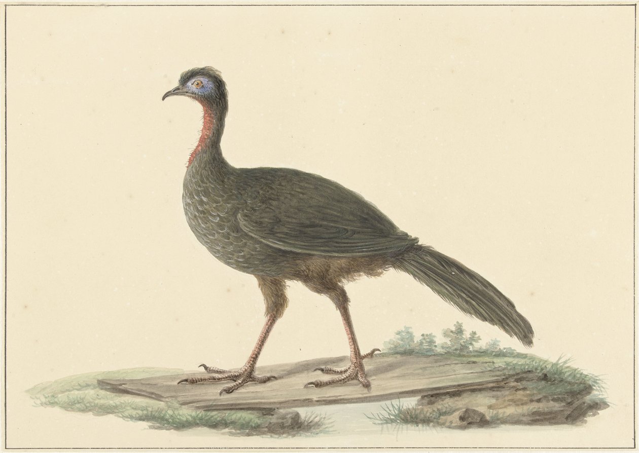 Marailsjakohoen (Penelope marail) od Pieter Pietersz. Barbiers