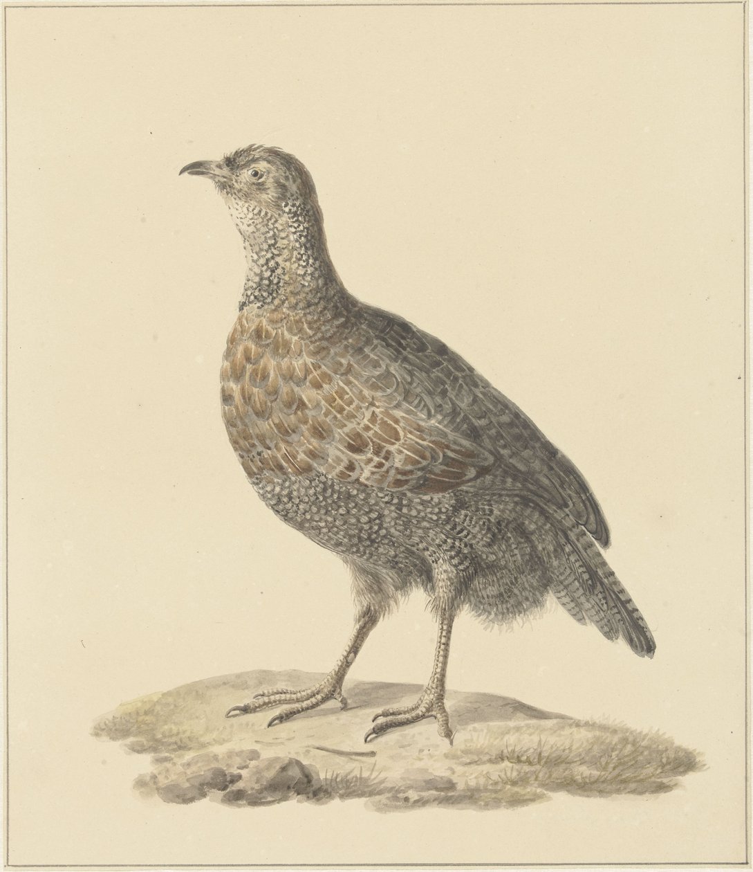 koroptev (?) od Pieter Pietersz. Barbiers