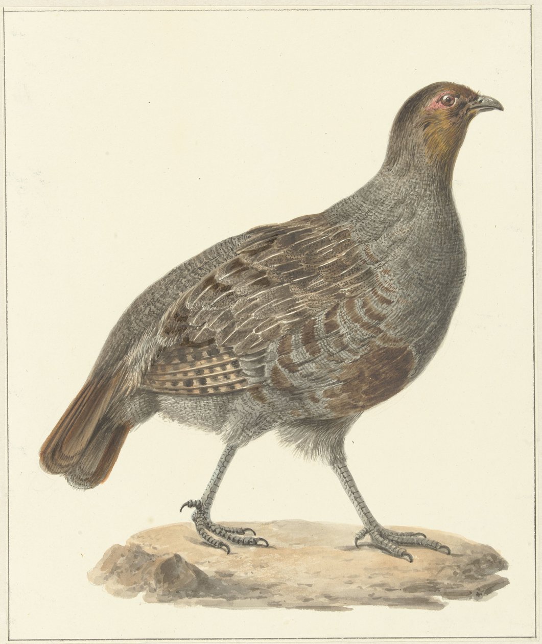 Koroptev od Pieter Pietersz. Barbiers