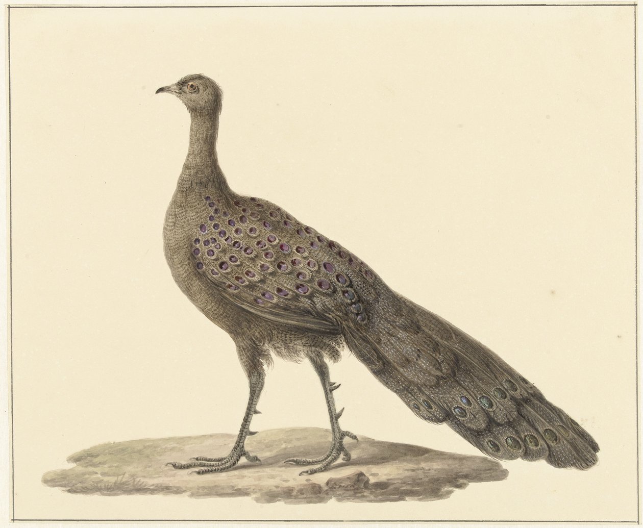 Spiegelpauw od Pieter Pietersz. Barbiers