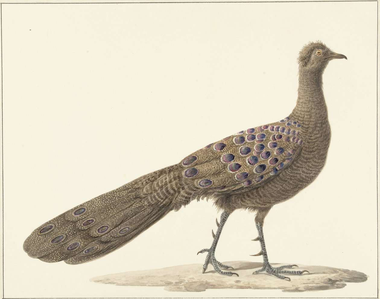 Spiegelpauw od Pieter Pietersz. Barbiers