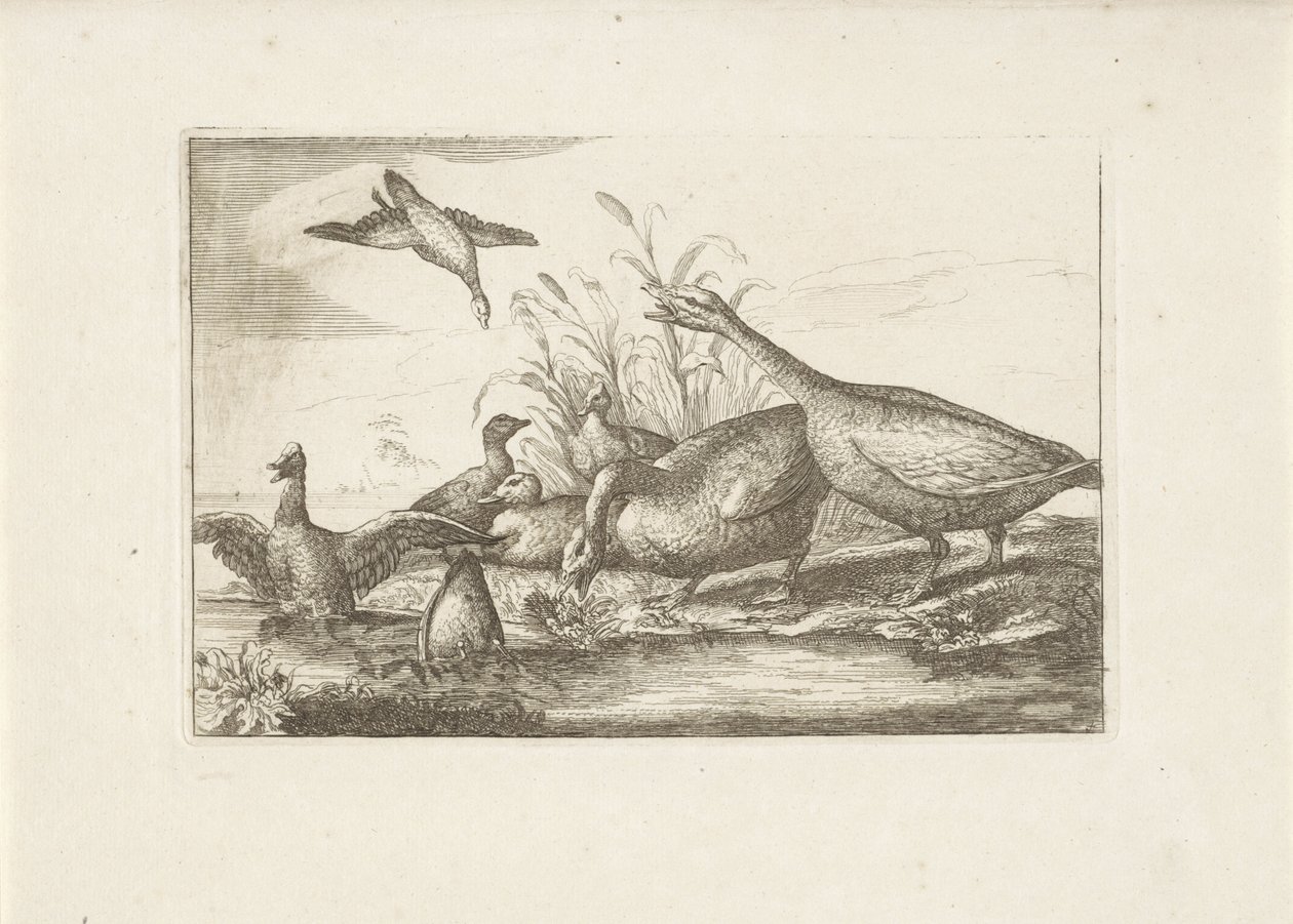 Eenden en ganzen Různí ptáci (název série) Nejdokonalejší figurky různých ptáků (...) (název série) od Pieter Schenk (I) (attributed to)