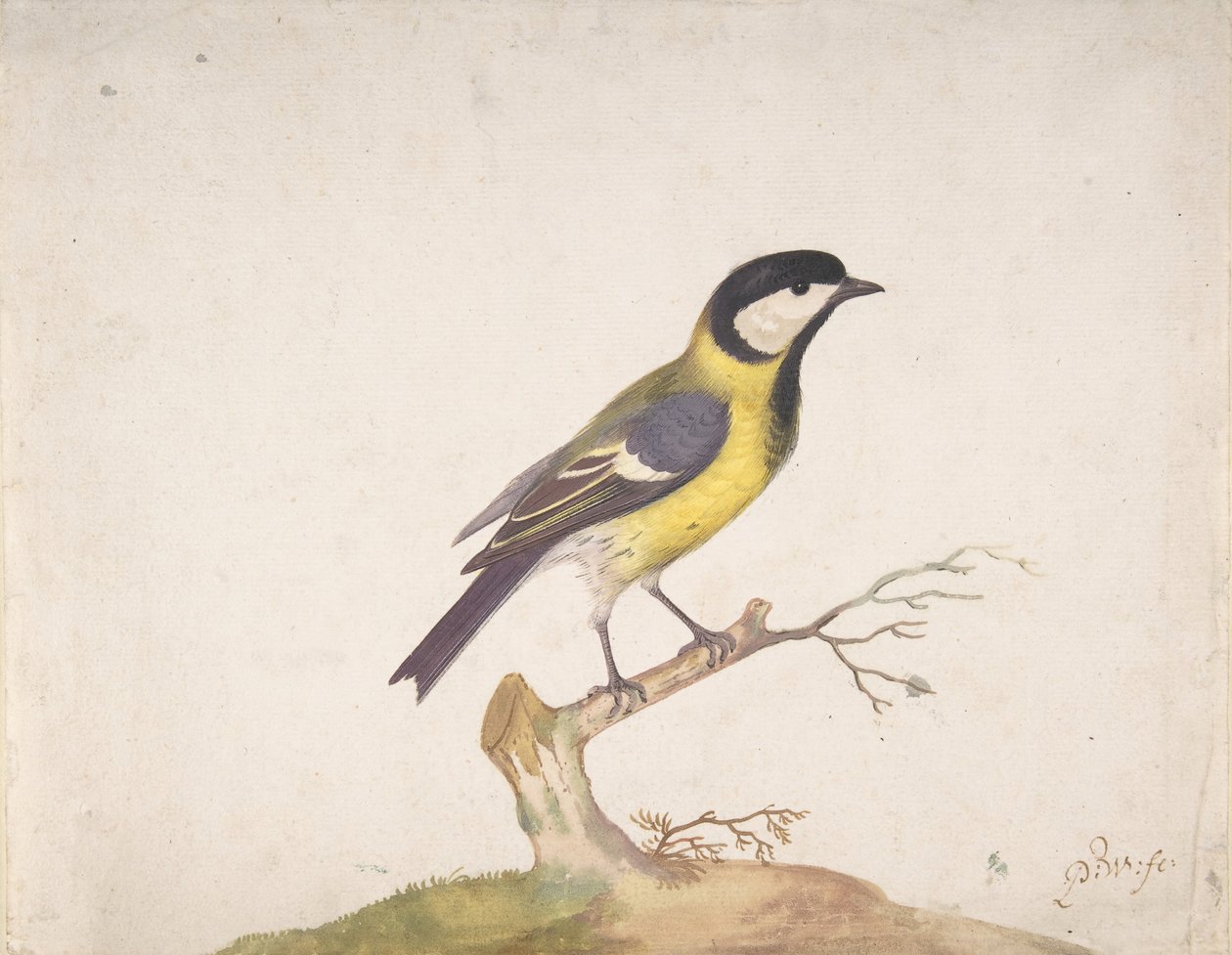 Sýkora velká Parus major sedící na větvi, 1670-93. od Pieter Withoos