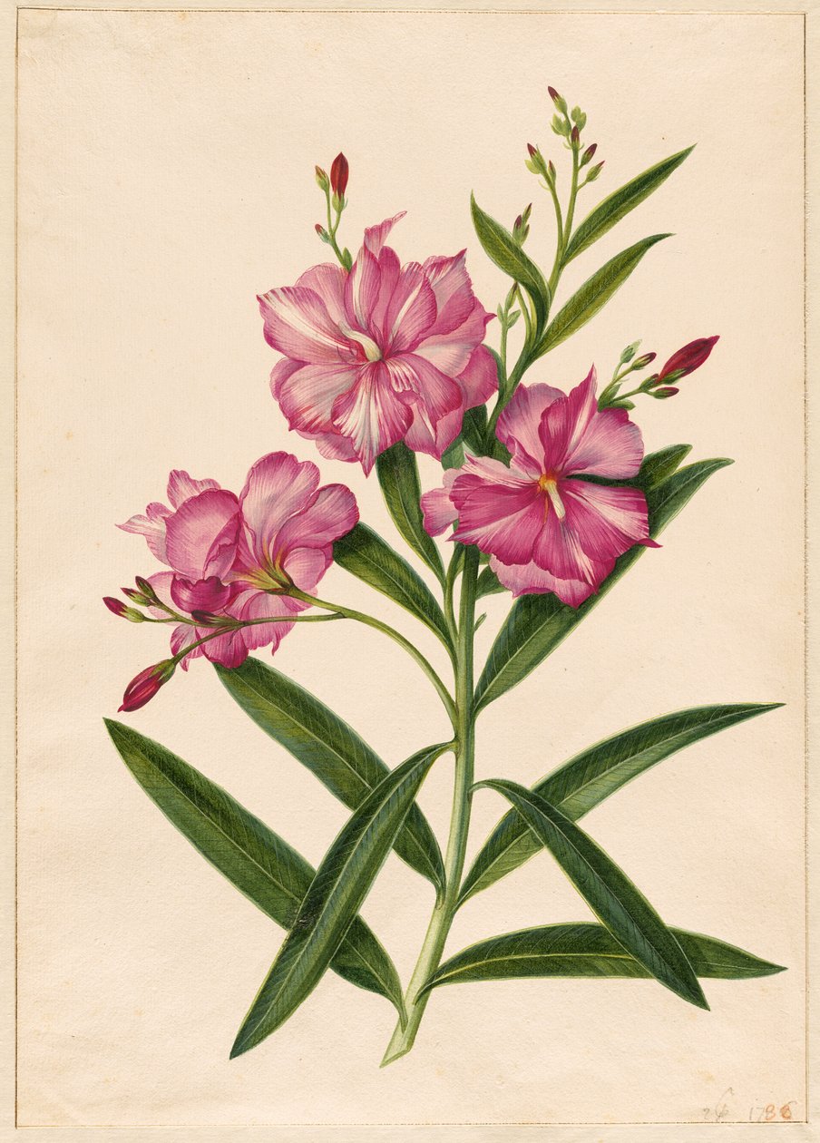Fialový oleandr od Pieter Withoos