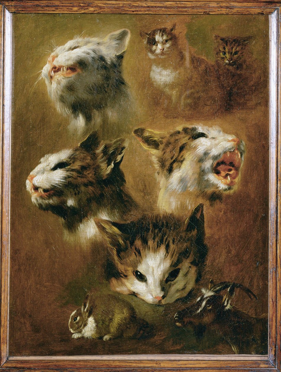 Hlava kočky, králíka, kozy (malba na plátně) od Pieter or Peter Boel