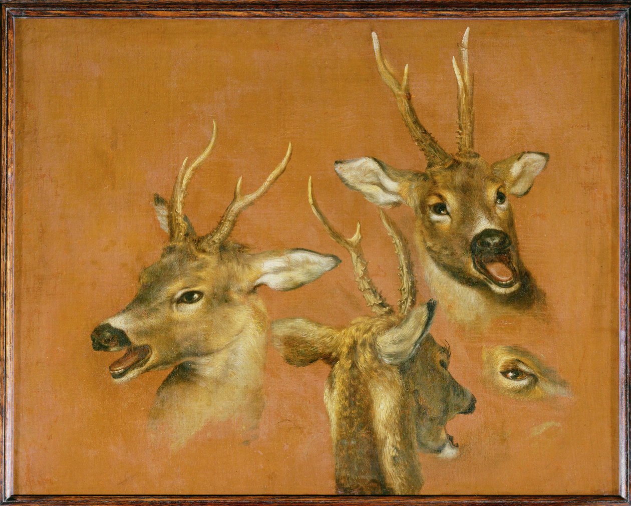 Studie hlavy srnce (malba na plátně) od Pieter or Peter Boel