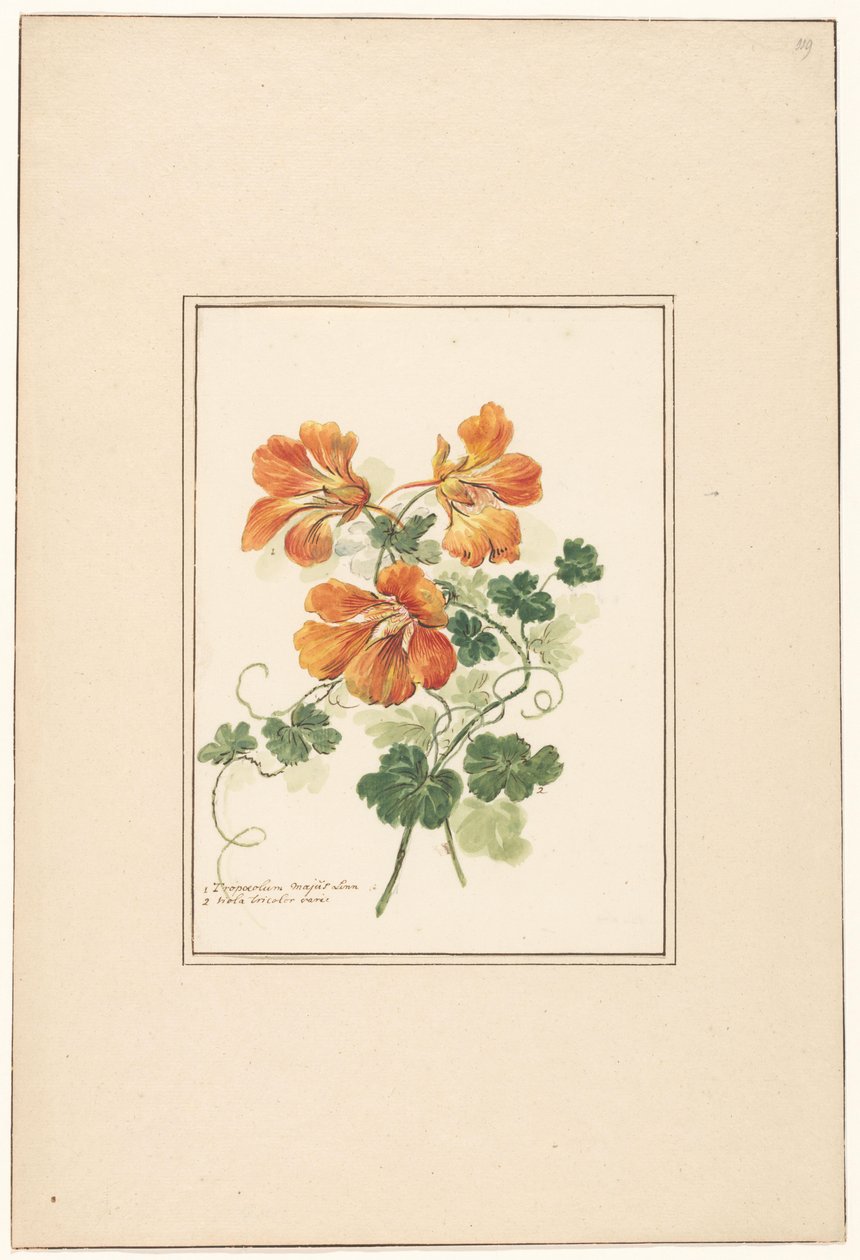 Větve tropaeolum a fialky od Pieter van Loo (attributed to)
