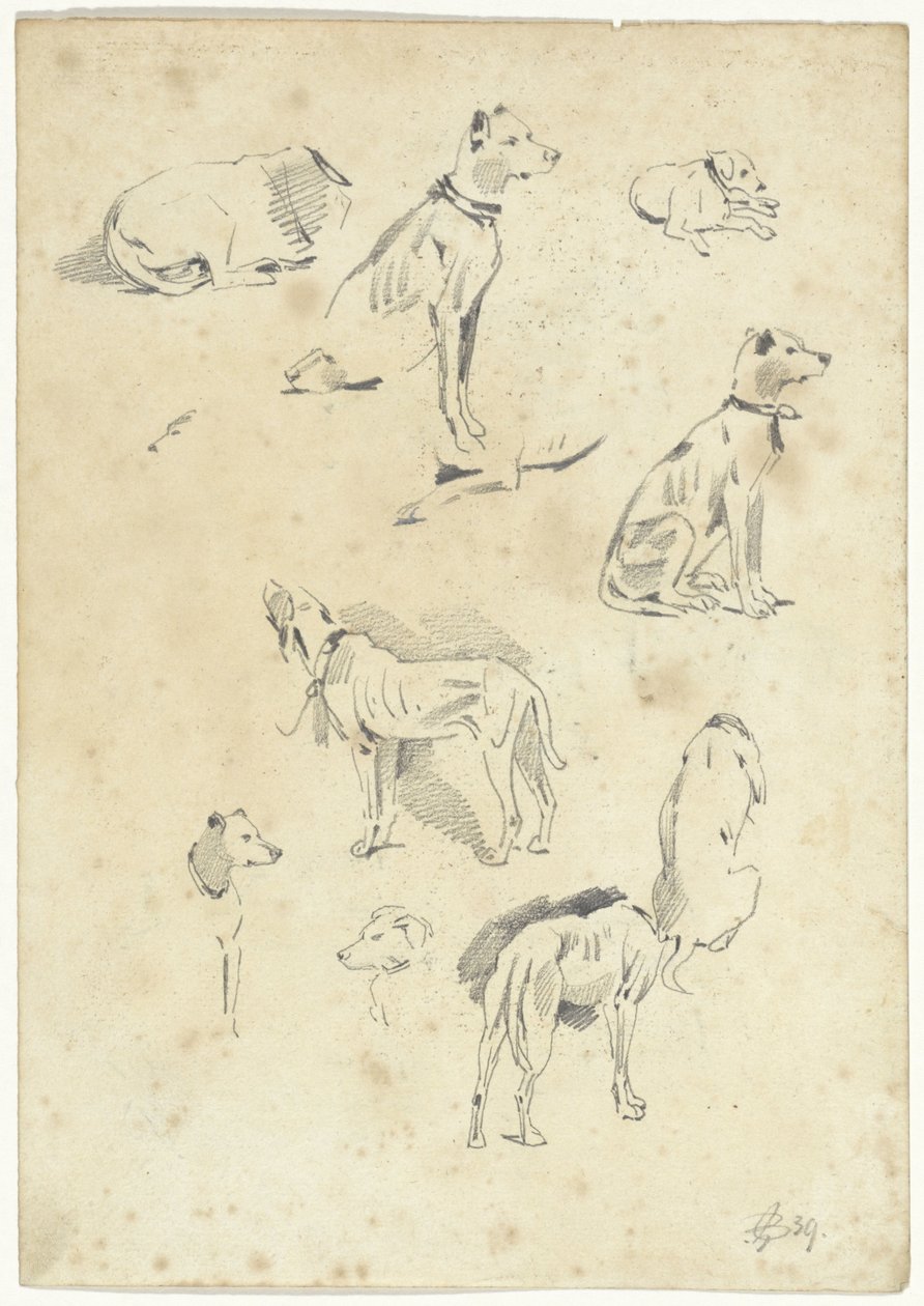 Studie psů od Pieter van Loon