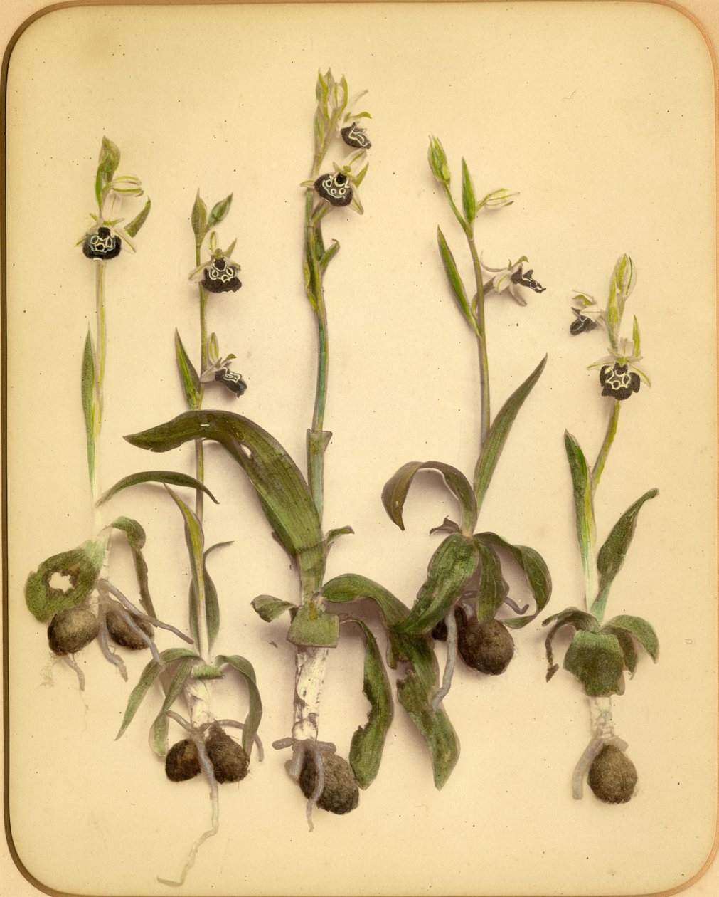 Divoká orchidej, 70. léta 19. století (tisk alba) od Pietro Guidi