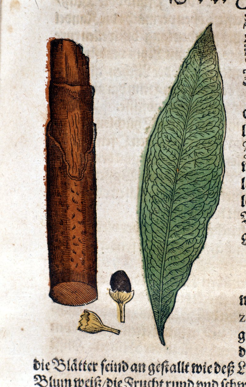 skořice. Rytina - v “” Kreutterbuch Dess vysoce vzdělaný a známý pan D. Petri Andreae Matthioli”” od Pietra Andrea Mattioliho (Matthiole) (1500-1577). Frankfurt od Pietro Andrea Mattioli