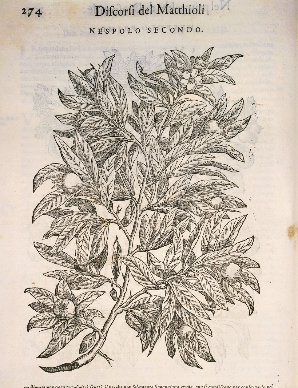 Mišpule obecná (Mespilus germanica), rytina Pier Andrea Mattioli od Pietro Andrea Mattioli