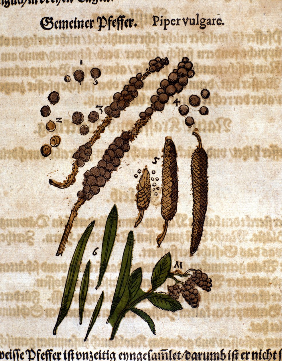 Společný pepř. Rytina - v “” Kreutterbuch Dess vysoce vzdělaný a známý pan D. Petri Andreae Matthioli”” od Pietra Andrea Mattioliho (Matthiole) (1500-1577). Frankfurt od Pietro Andrea Mattioli