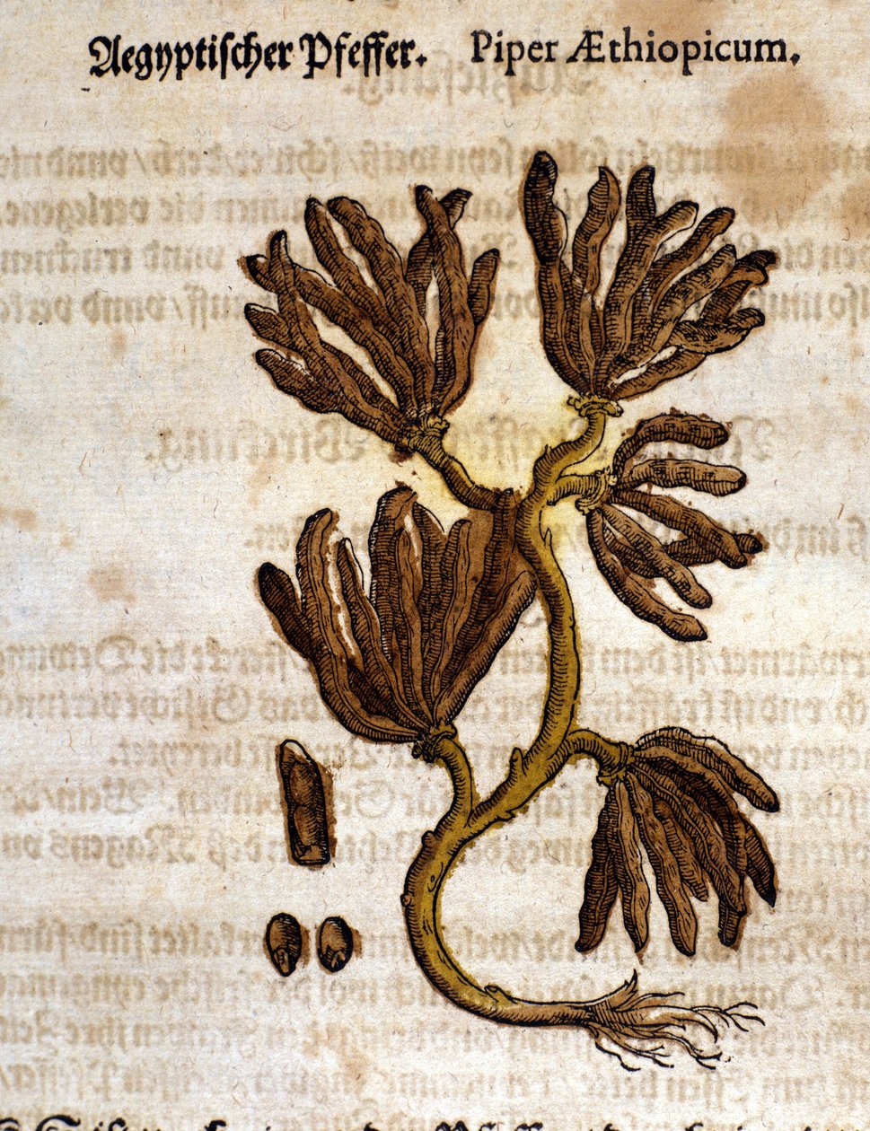 Etiopský pepř. Rytina - v “” Kreutterbuch Dess vysoce vzdělaný a známý pan D. Petri Andreae Matthioli”” od Pietra Andrea Mattioliho (Matthiole) (1500-1577). Frankfurt od Pietro Andrea Mattioli