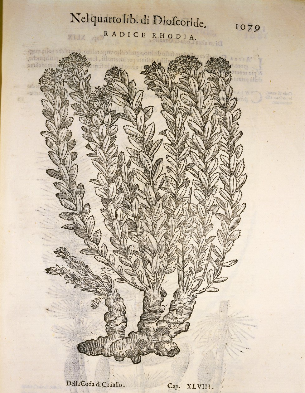 Golden Root nebo Roseroot (Rhodiola rosea), rytina Pier Andrea Mattioli od Pietro Andrea Mattioli